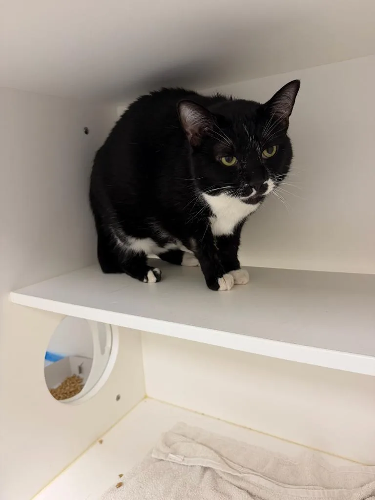 An adult large-sized female Domestic Short Hair cat named Shadow Moon Pie for adoption in Greenfield, IN