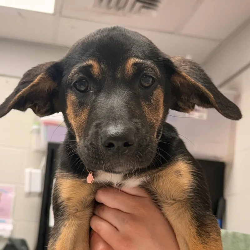 A baby large-sized female Black Cattle Dog dog named BoPeep for adoption in Evansville, IN