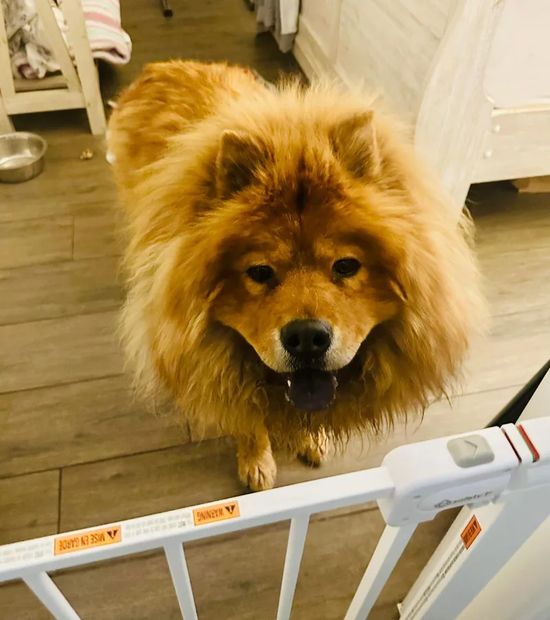 A young medium-sized male Chow Chow dog named Teddy for adoption in Sacramento, CA