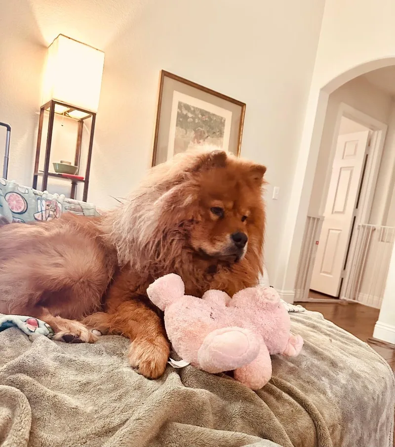 Teddy thumbnail 2
