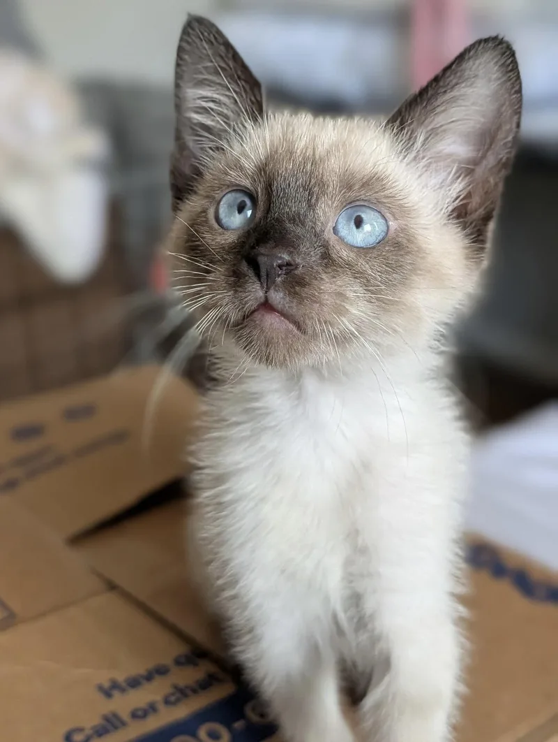 A baby small-sized female Siamese cat named Nuska for adoption in Walnut Creek, CA