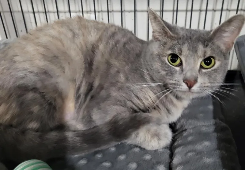 A young medium-sized female Domestic Short Hair cat named Florence for adoption in St. Louis, MO