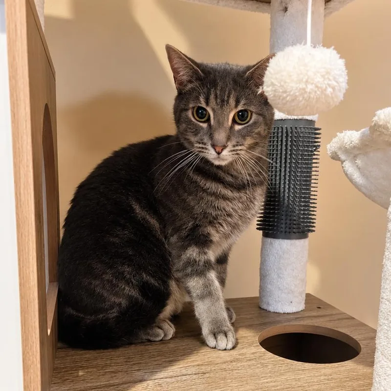 A young medium-sized male Gray / Blue / Silver Domestic Short Hair cat named Ricky for adoption in Stamford, CT