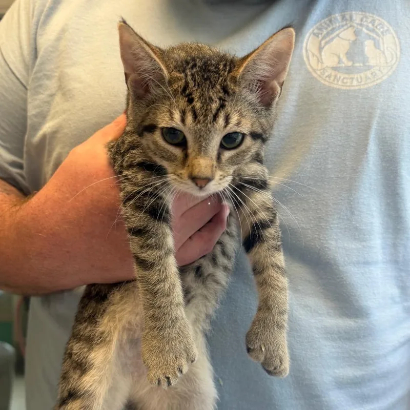 A baby small-sized female Domestic Short Hair cat named Jill for adoption in East Smithfield , PA