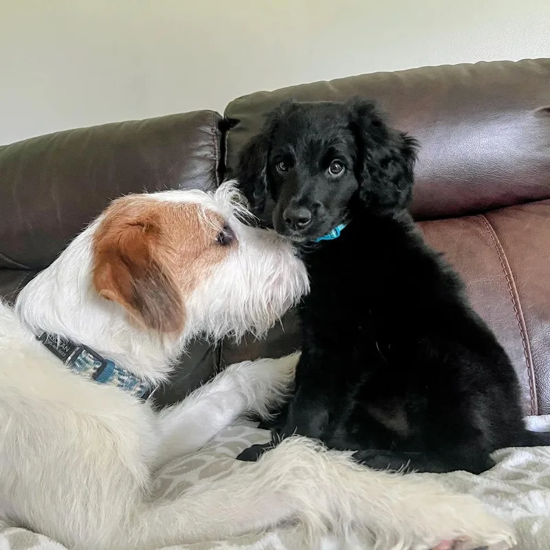 A baby medium-sized male Black Mixed Breed dog named Pugsley for adoption in Rochester, NY
