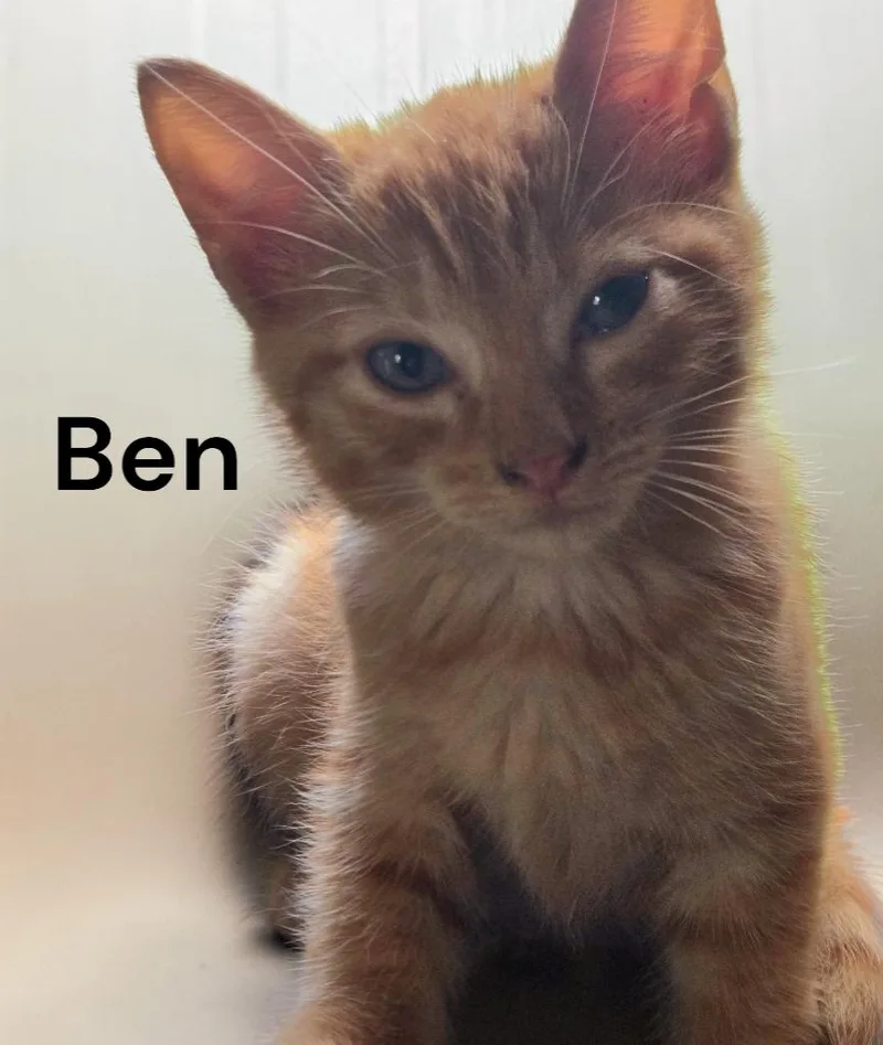 A baby medium-sized male Tabby cat named Ben for adoption in Weems, VA