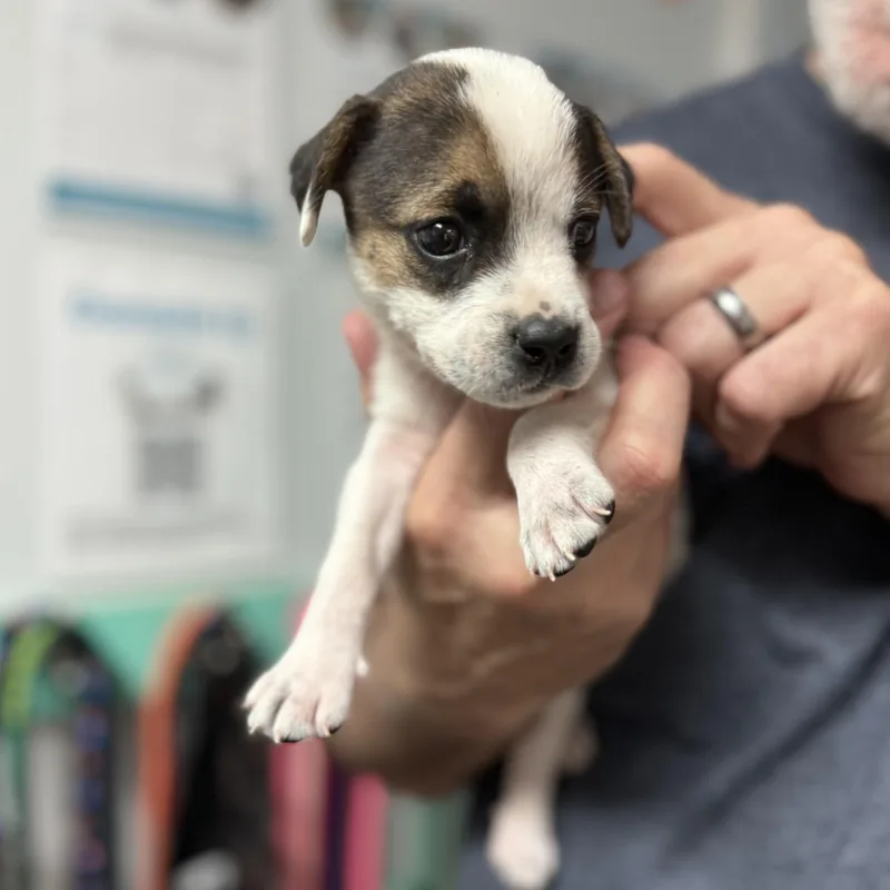 Panda Bear thumbnail 2