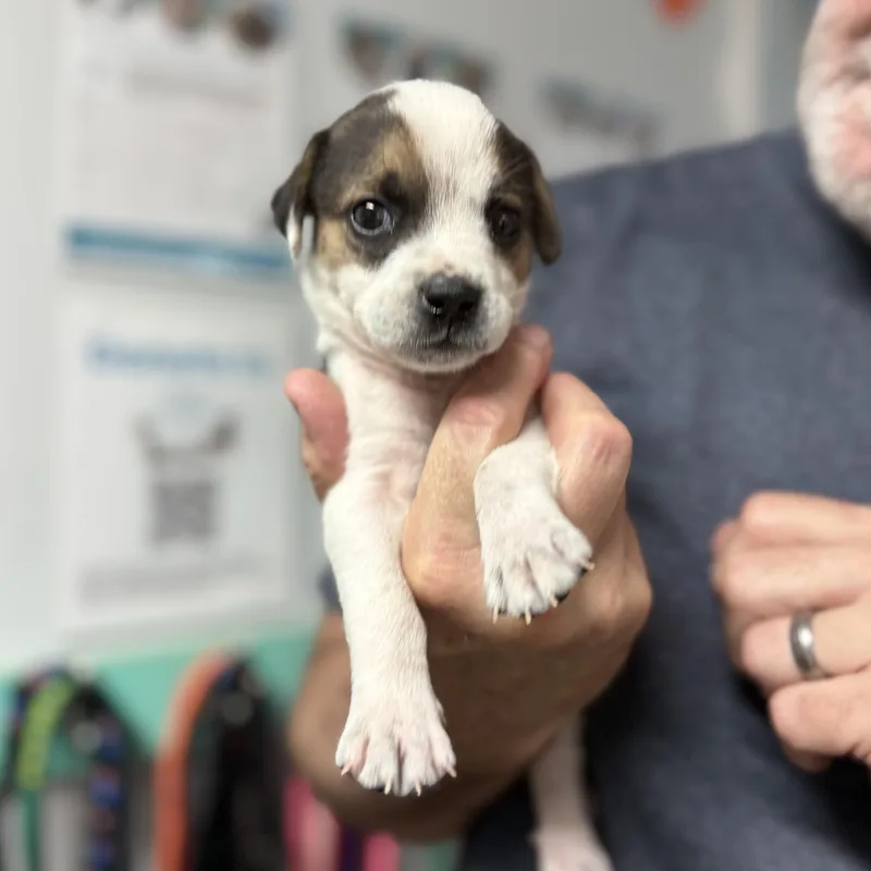 Panda Bear thumbnail 3