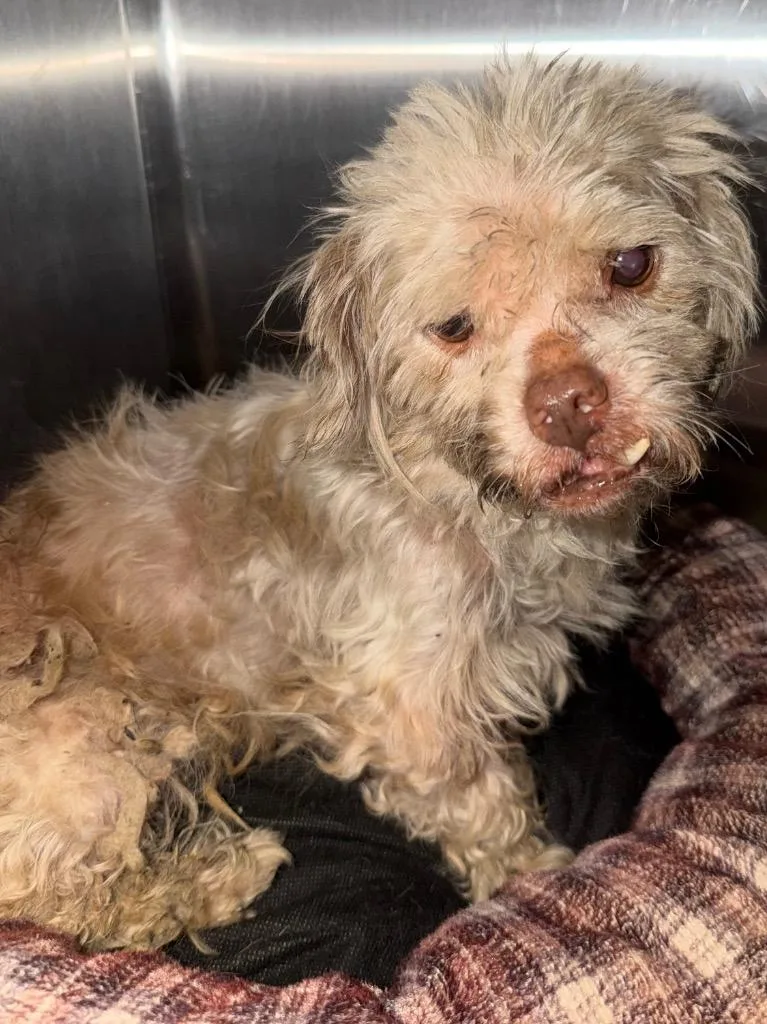 A senior small-sized male Mixed Breed dog named Trooper for adoption in Henderson, NC