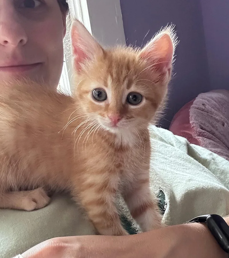 A baby medium-sized female Tabby (Orange / Red) Domestic Short Hair cat named Tortellini for adoption in Fort Worth, TX