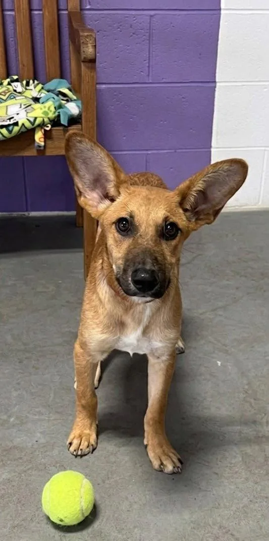 A baby large-sized male Shepherd dog named Apollo for adoption in North Prairie, WI