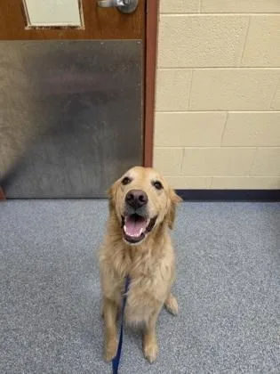An adult large-sized male Golden Retriever dog named Sully for adoption in Westland, MI