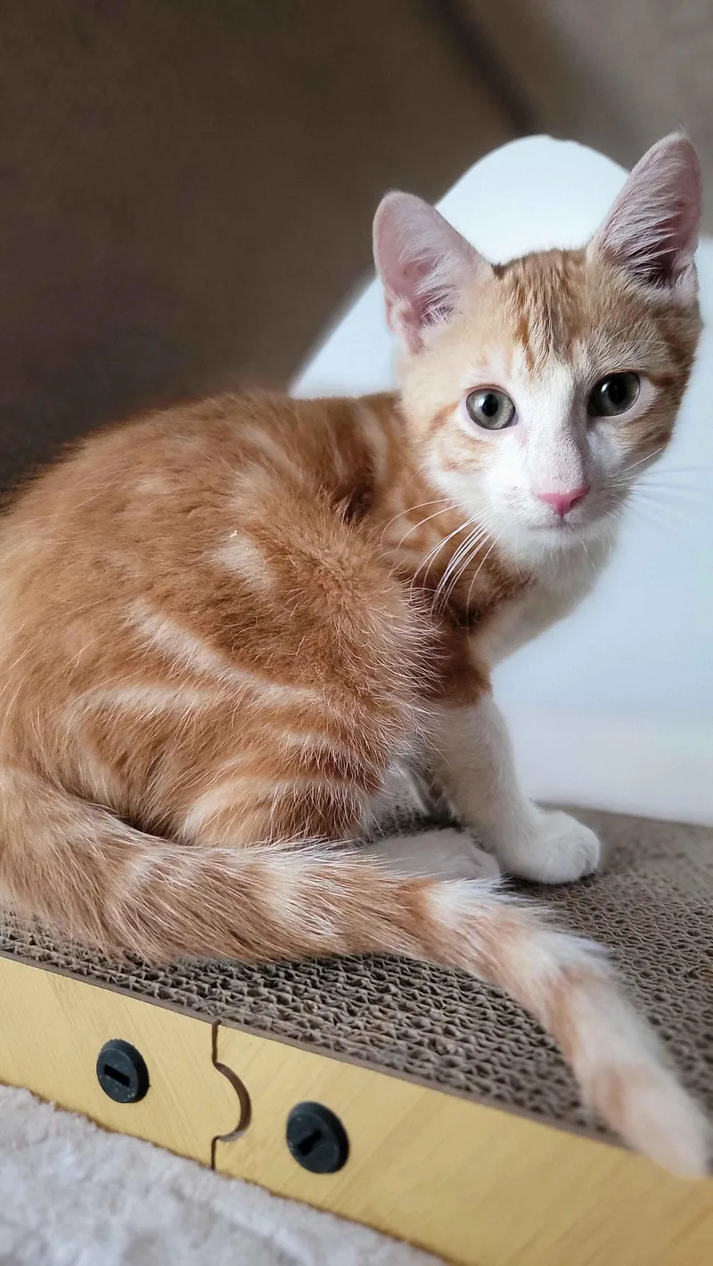A baby small-sized male Tabby (Orange / Red) American Shorthair cat named Bamboo for adoption in Florham Park, NJ