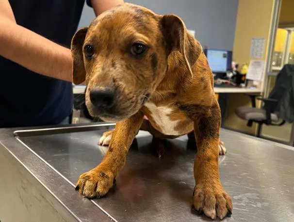 A baby small-sized female Catahoula Leopard Dog dog named Kimi for adoption in Tustin, CA
