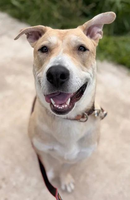 A young extra large-sized male Yellow / Tan / Blond / Fawn Mixed Breed dog named Carlo for adoption in Kansas City, MO