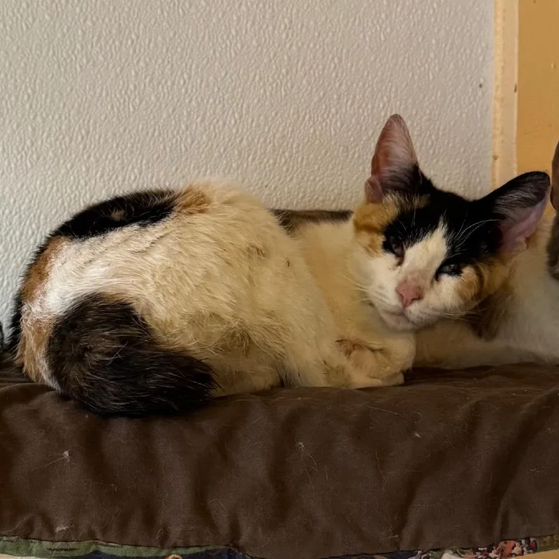 A baby small-sized female Black Domestic Short Hair cat named Moss for adoption in Kennebunk, ME