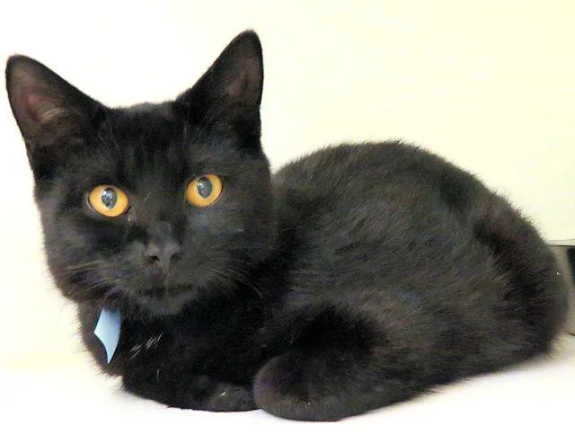 A young small-sized male Domestic Short Hair cat named Cosmo for adoption in Oklahoma City, OK