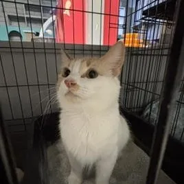 A baby medium-sized female Orange & White Domestic Short Hair cat named Manchitas for adoption in Phoenix, AZ