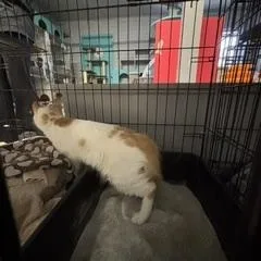 Manchitas thumbnail 2