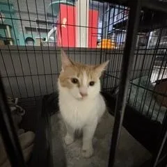 Manchitas thumbnail 3