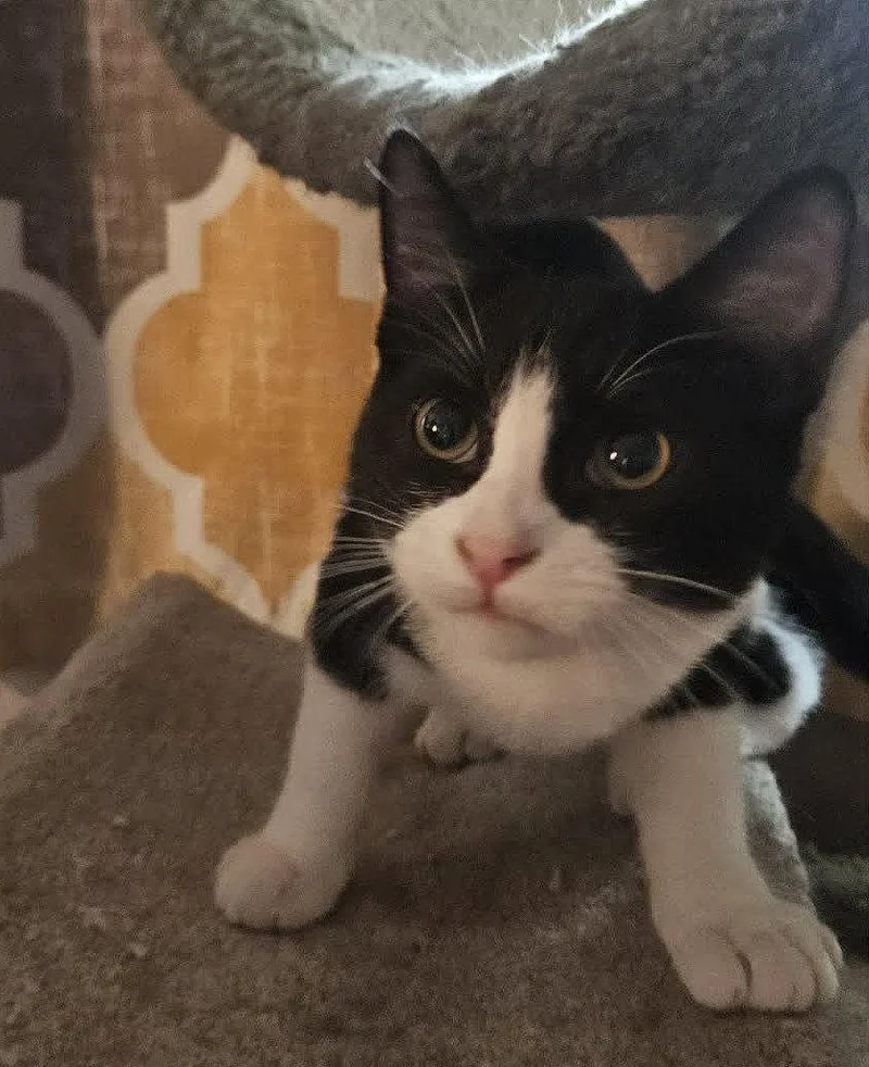 A young medium-sized male Domestic Short Hair cat named Taxi for adoption in Phoenix, AZ