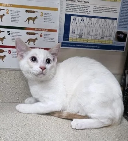 An adult small-sized male Siamese cat named Coppertone for adoption in Phoenix, AZ