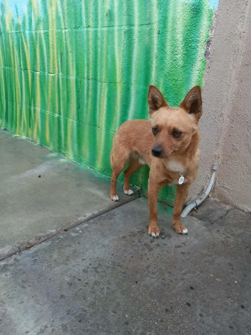 Jalapeño thumbnail 2