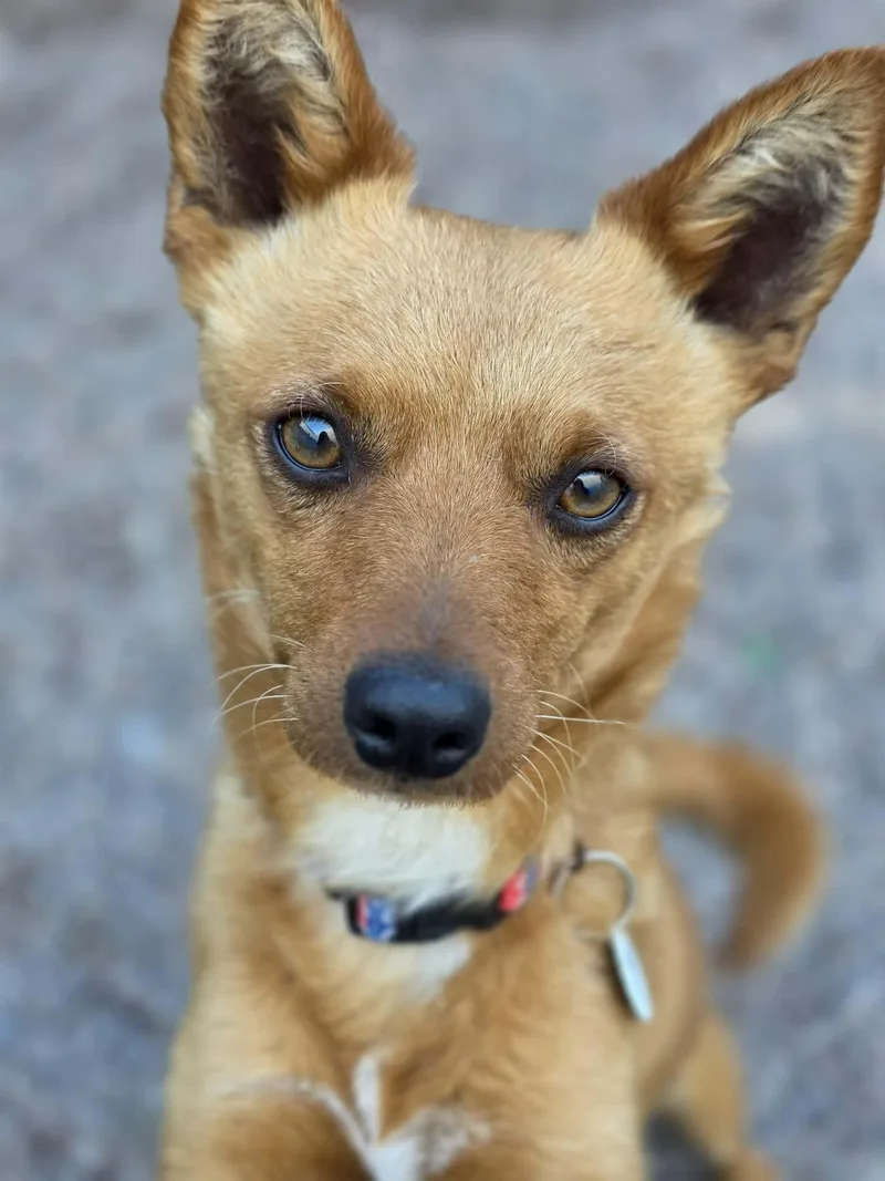 Jalapeño thumbnail 3