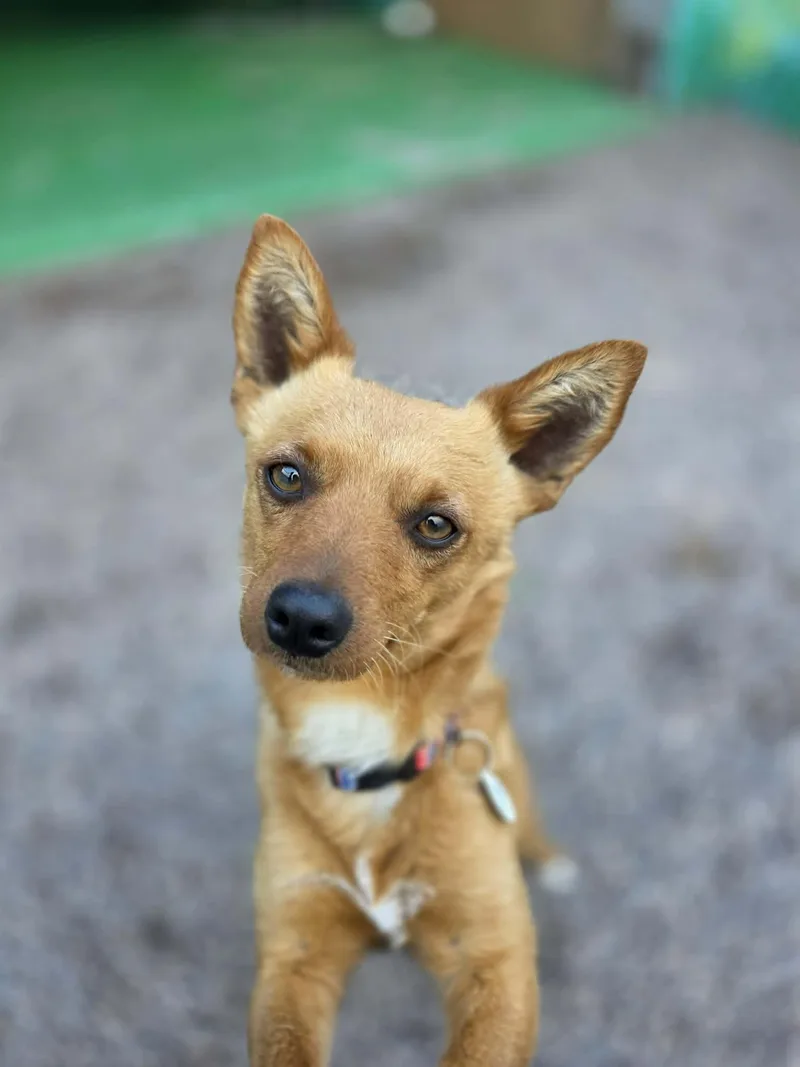 Jalapeño thumbnail 4