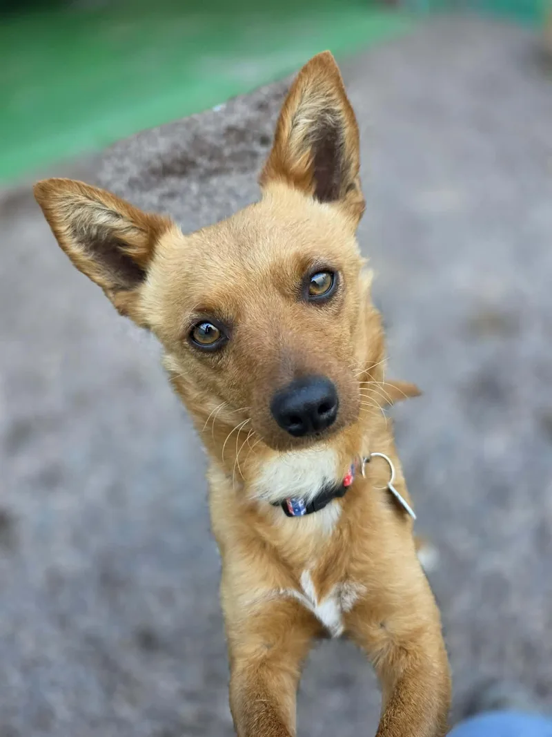 Jalapeño thumbnail 5