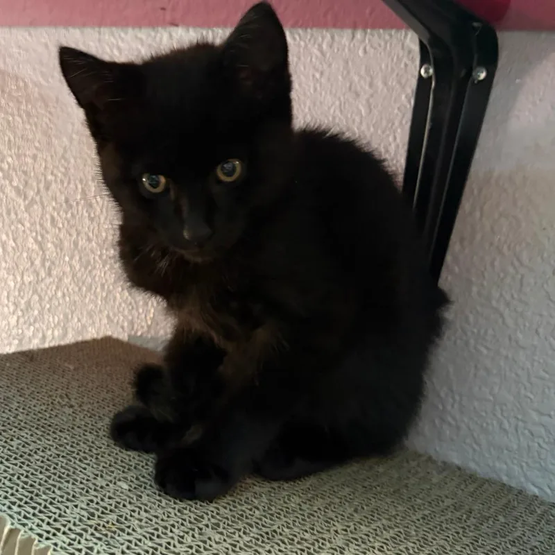 A baby small-sized male Black Domestic Short Hair cat named Midnite for adoption in Pleasanton, CA