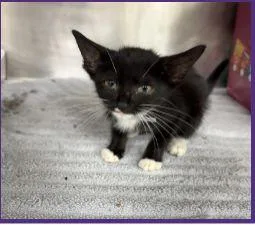 A baby medium-sized female Black & White / Tuxedo Domestic Short Hair cat named Francine for adoption in Houston, TX