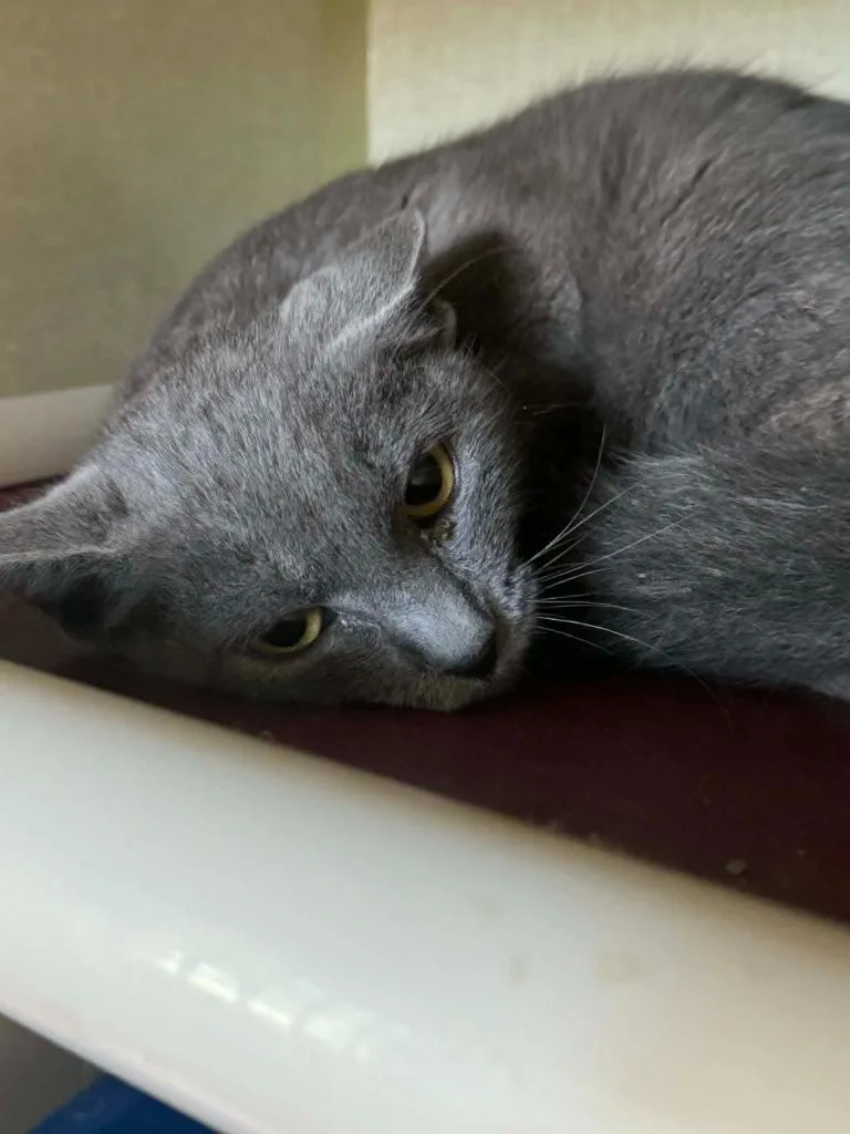 Smokey