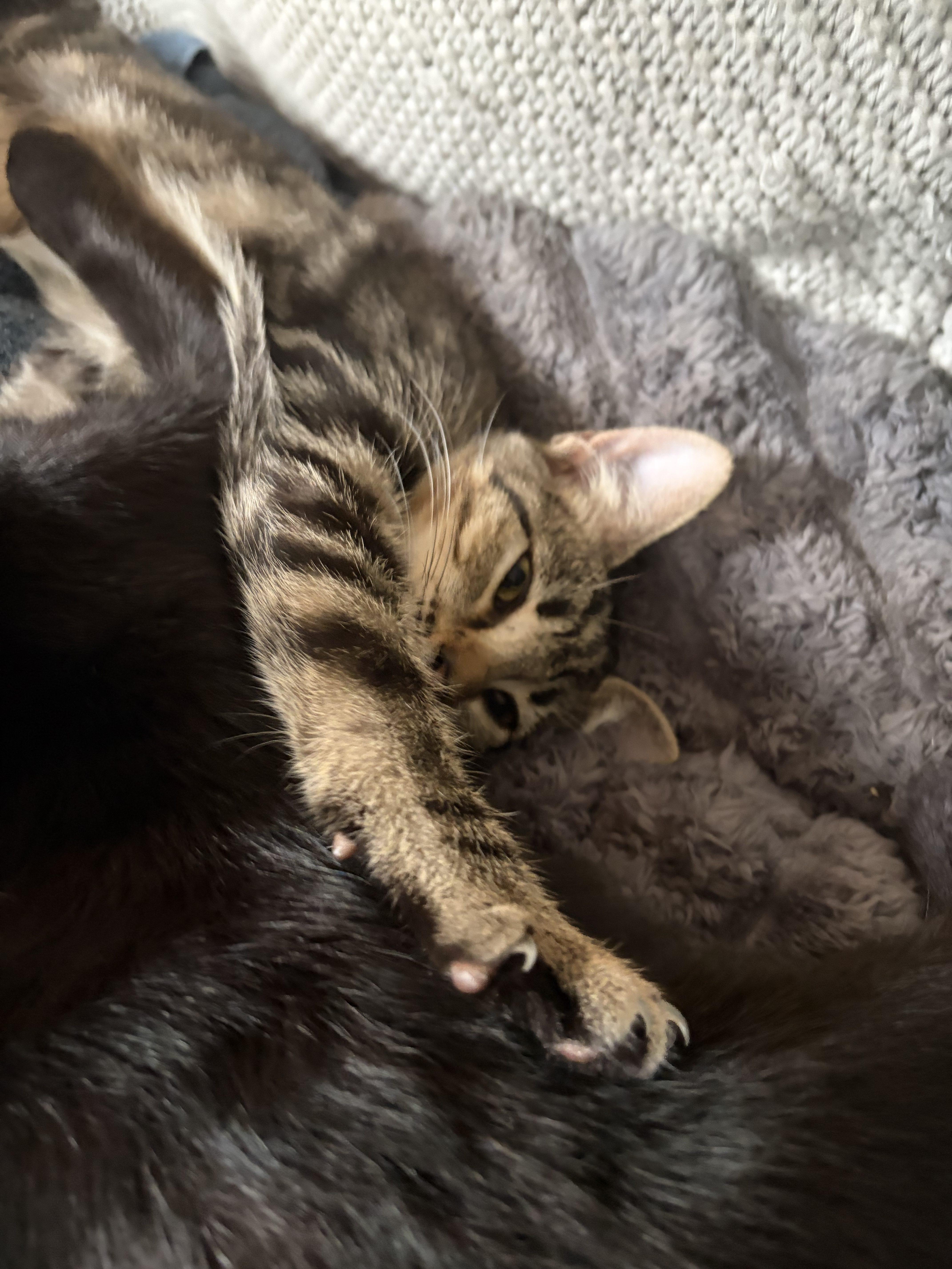 A baby small-sized female Tabby (Brown / Chocolate) Domestic Short Hair cat named Orsey for adoption in Norfolk, VA