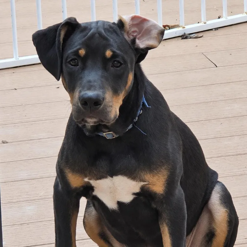 A baby medium-sized male Pit Bull Terrier dog named Murphy for adoption in Rogersville, MO