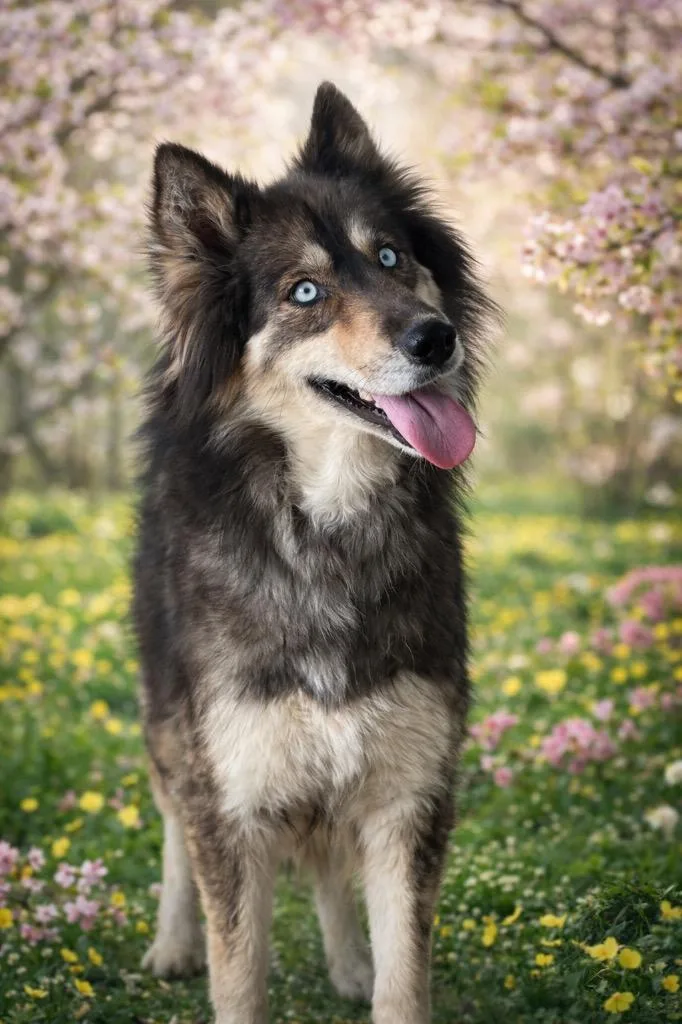An adult medium-sized female Husky dog named Sydney for adoption in Cobden, IL