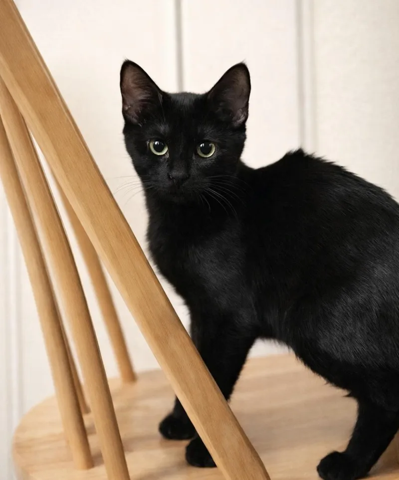 A baby small-sized female Black Domestic Short Hair cat named Licorice Puffin for adoption in Chandler, AZ