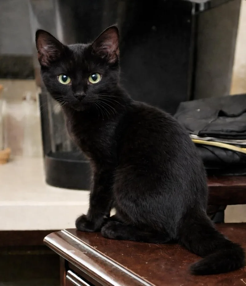 Licorice Puffin thumbnail 2