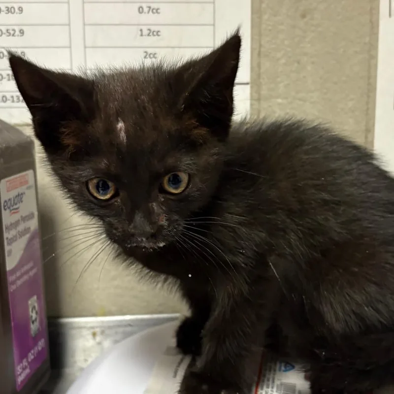 A baby small-sized male Black Domestic Short Hair cat named Talon for adoption in Yuma, AZ