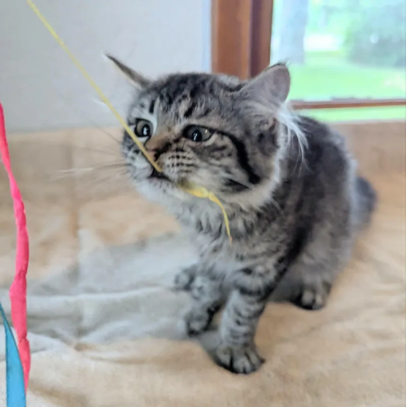 A baby medium-sized female Tabby (Brown / Chocolate) Domestic Long Hair cat named Gigi for adoption in Little Falls, MN