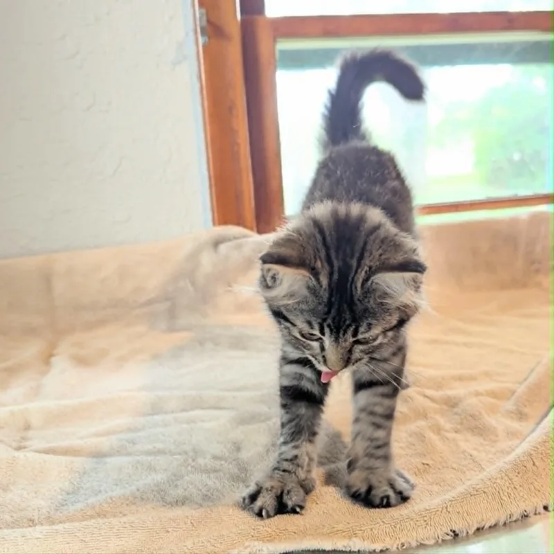 Gigi thumbnail 5