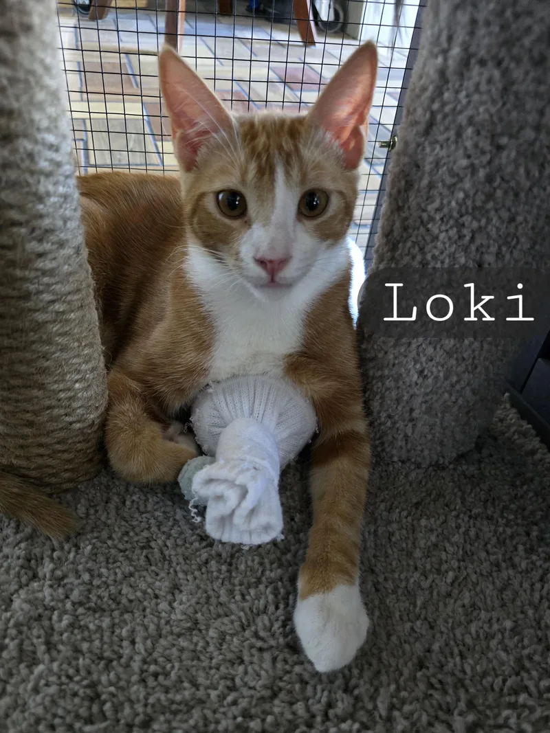 Linus And Loki thumbnail 2