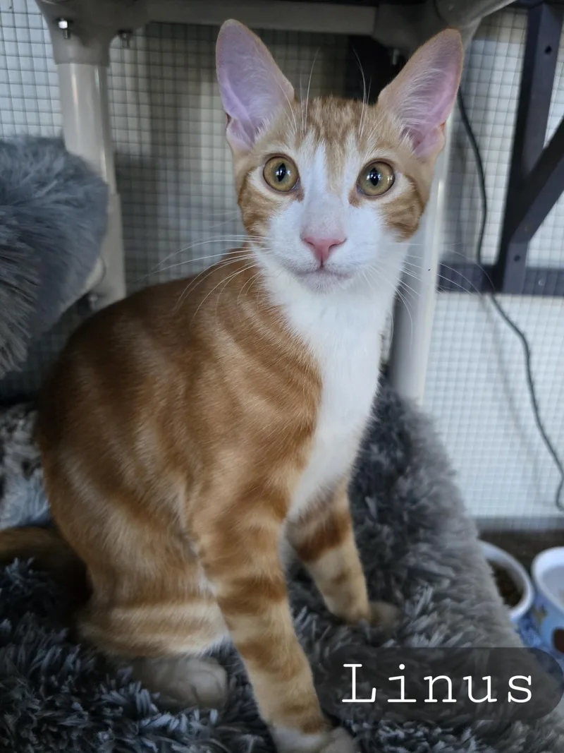 Linus And Loki thumbnail 3