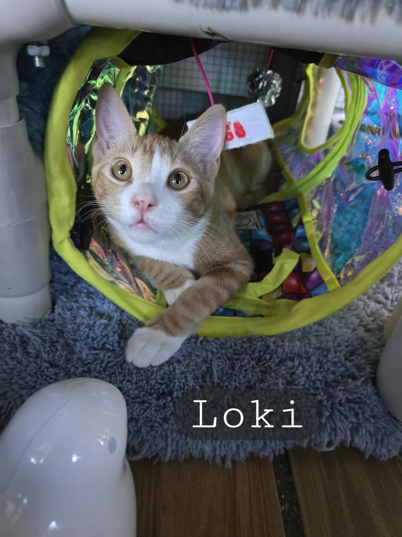 Linus And Loki thumbnail 4