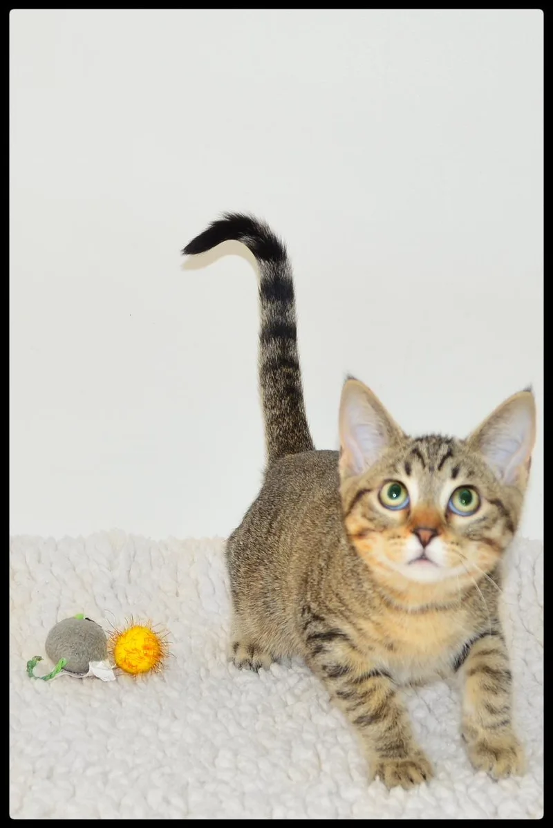 A baby small-sized female Tabby (Brown / Chocolate) Domestic Short Hair cat named Brittnay A for adoption in San Andreas, CA