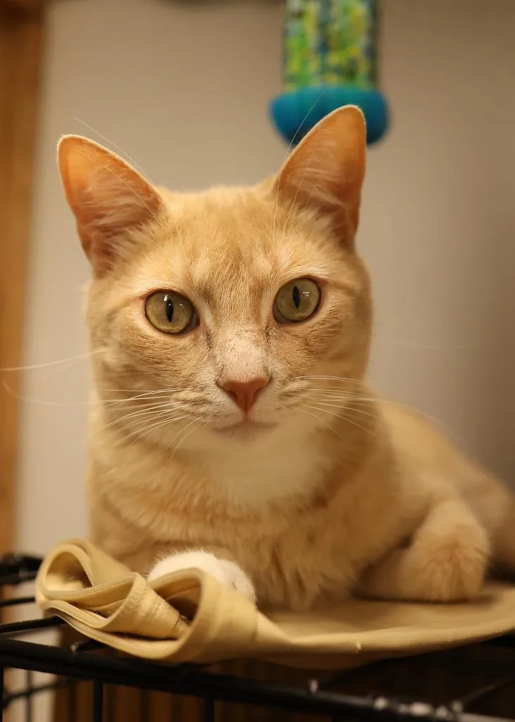 An adult medium-sized male Orange & White Domestic Short Hair cat named Square Knot for adoption in Mira Loma, CA