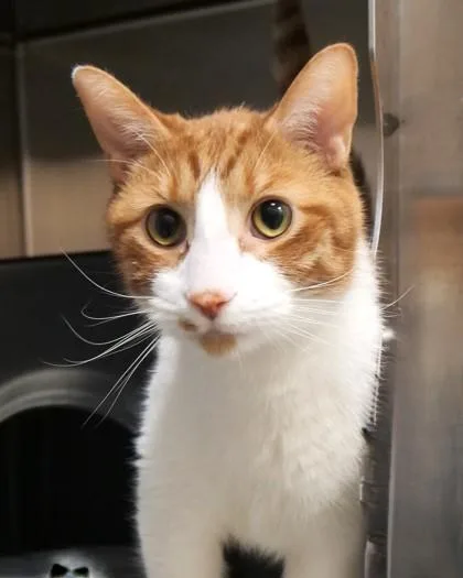 An adult medium-sized male Domestic Short Hair cat named October for adoption in Fishers, IN