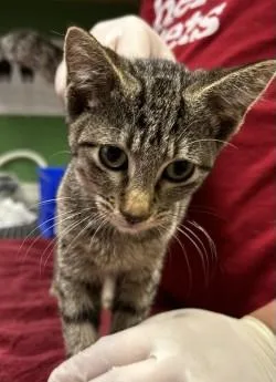 A young medium-sized female Domestic Short Hair cat named Elly May for adoption in Kansas City, MO