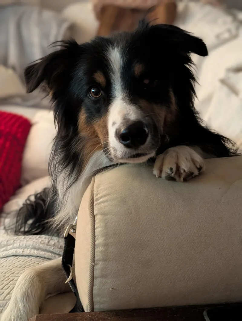 An adult medium-sized male Australian Shepherd dog named Fetty for adoption in Alexandria, VA