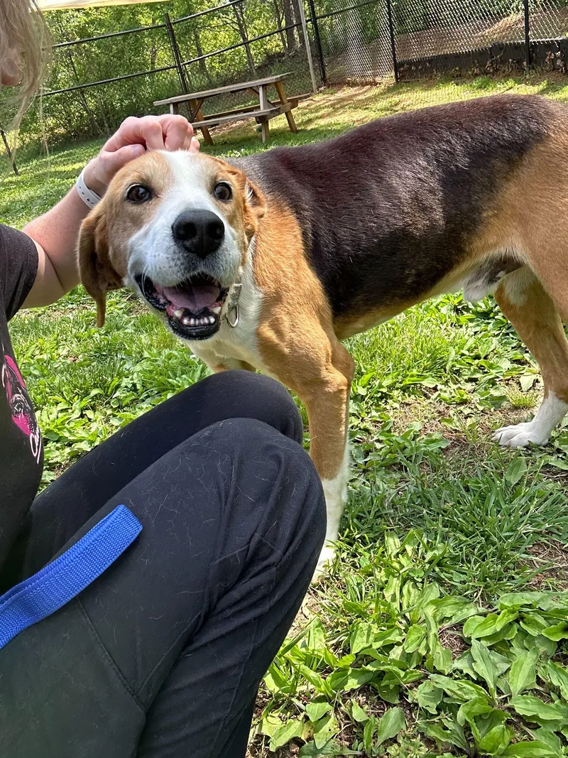An adult medium-sized male American Foxhound dog named Lone Star for adoption in Maidens, VA